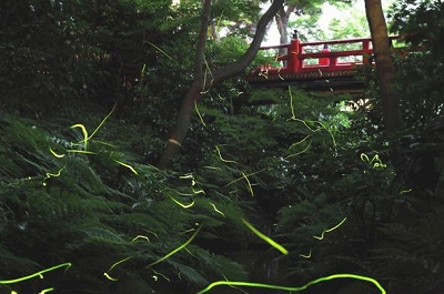 初夏の風物詩 ほたるの夕べ ホテル椿山荘東京で特別ブッフェ 東京バーゲンマニア
