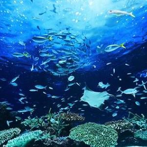 男性のみなさんごめんね 女性限定、満月の夜に水族館を貸し切って「オトナの社交場」