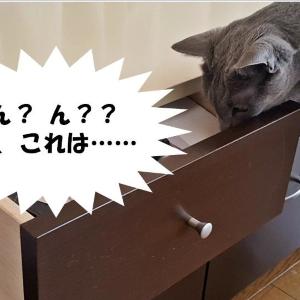 【動画】ここほれ にゃんにゃん♪