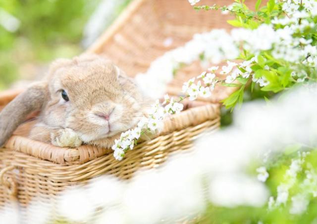 癒やし...。SNSで人気のウサギちゃん見においで。