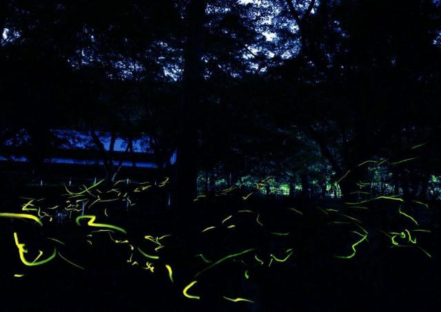 法多山初夏の風物詩...夕暮れ彩る「ホタル祭り」