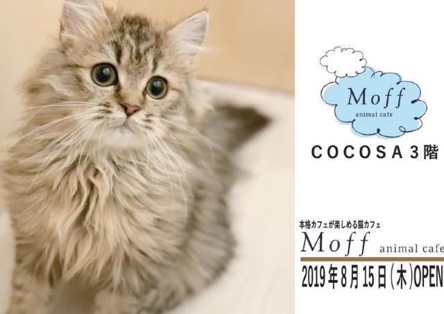 可愛い猫ちゃんに会える！ 熊本にアニマルカフェ誕生。