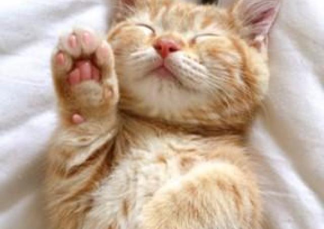 ネコ好き必見！　グッズ約500種類の「だいまる猫まつり」