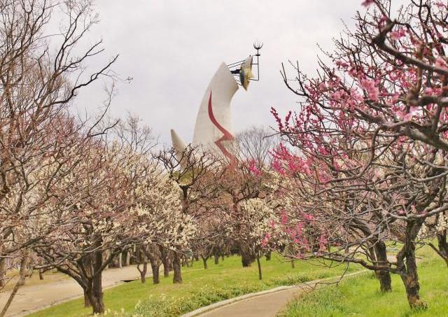 万博記念公園、600本以上の梅が順々に見ごろに