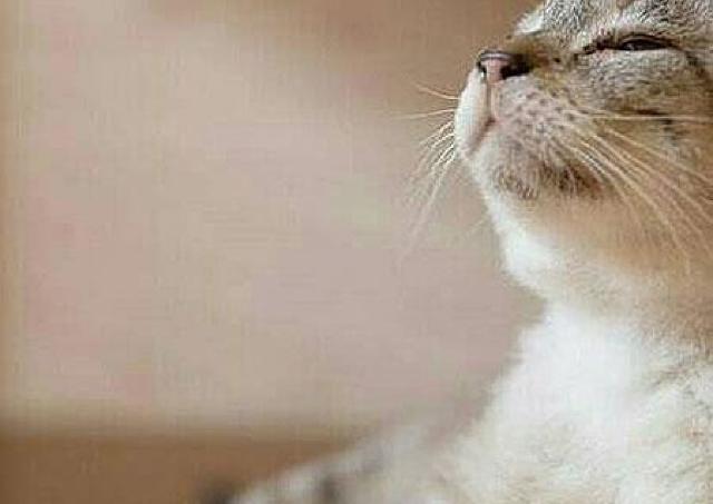 保護猫譲渡会、大丸梅田店で開催