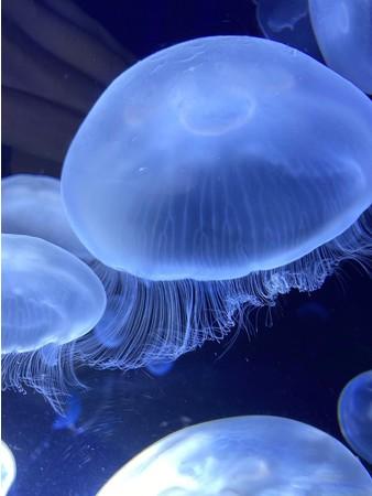 クラゲをテーマにしたリアル謎解きゲーム 東京バーゲンマニア