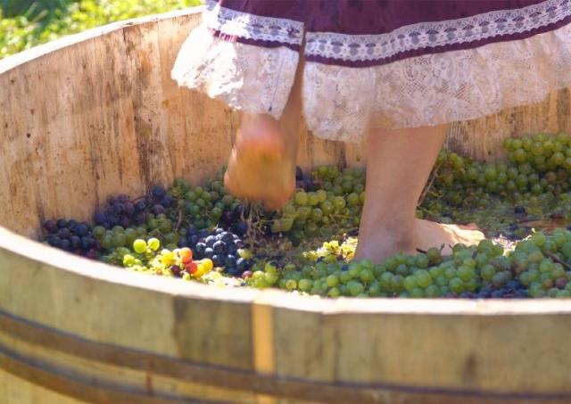 ふらのワインの原料となるブドウの収穫祭♡