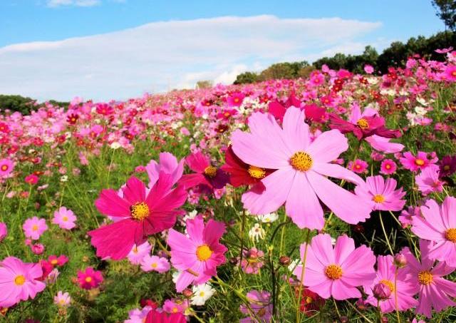 万博記念公園・花の丘が秋の景色に