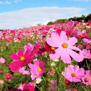 万博記念公園・花の丘が秋の景色に