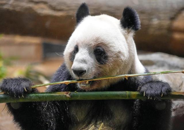 上野動物園のパンダ返還で観覧4時間半待ちの大混乱。「平日でこれか...」「すごいことになってる...」
