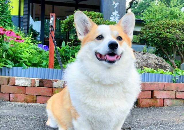 「笑顔に元気をもらえる」犬好き必見！全国の宿の看板犬トップ3を紹介