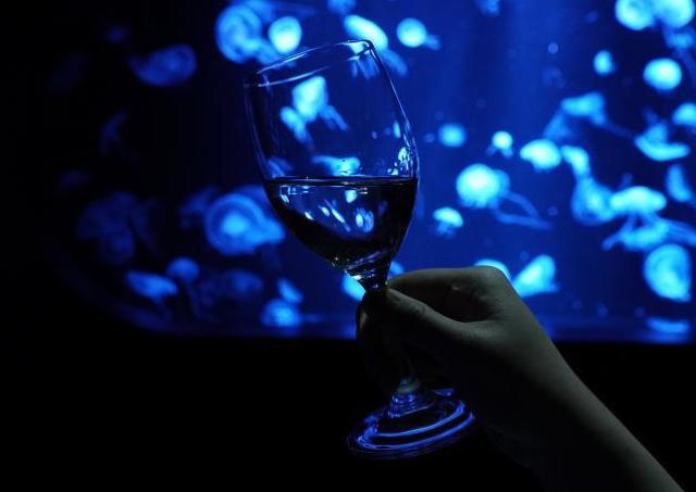 AOAOの生きものたちを眺めながら、道産ワインを楽しもう！