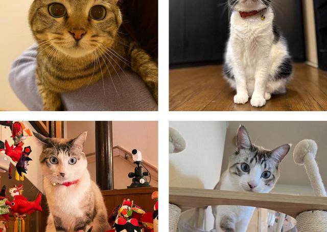 「貫禄のあるツンデレ猫」「疲れが和らぎそう」可愛くて癒される宿の看板猫トップ3！《2026年最新版》