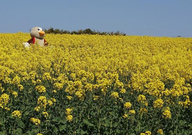 菜の花で埋め尽くされた春の三本木の丘を見に行こう！