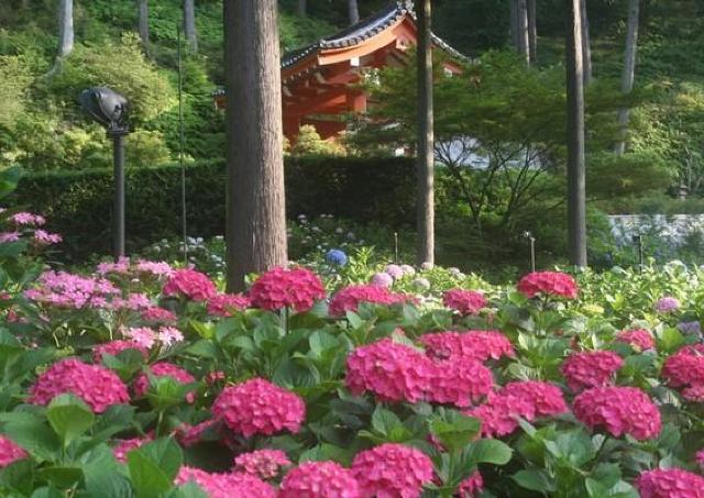 色とりどりのあじさいが境内を華やかに彩る