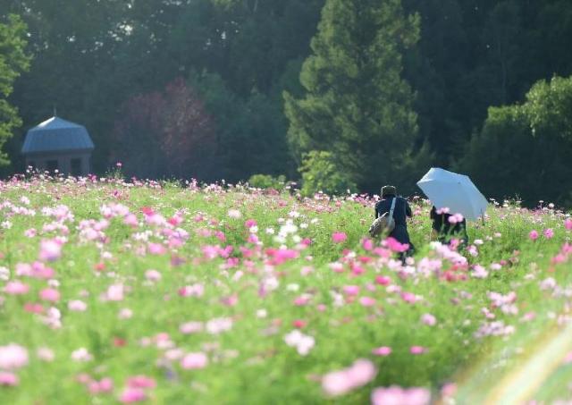 滝野に秋の始まりを告げる、コスモスの祭典